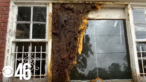Thousands Of Honey Bees And Massive Hive Removed From Atlanta Home Youtube