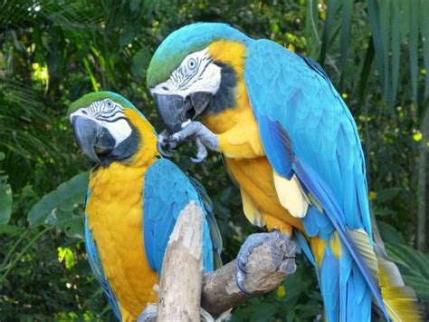 Rainforest Parrots Photo