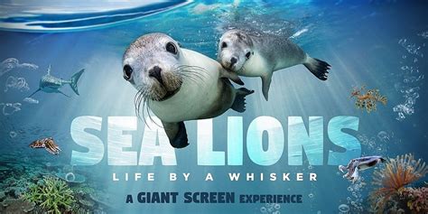 Sea Shepherd Byron Bay Sea Lion Life By A Whisker Screening