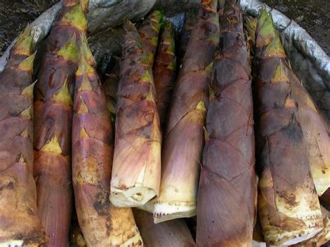 How To Cook And Serve Bamboo Shoots Harvest To Table