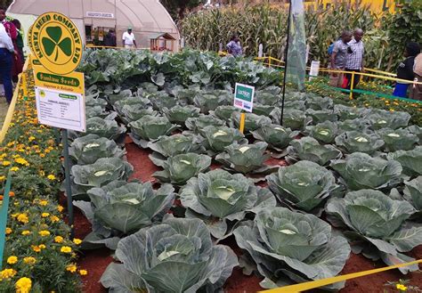 Address, saga traditional village reviews: Saga' The Traditional Vegetable (Saget / Indigenous Vegetables Eaten In Kenya Nutrition Point ...