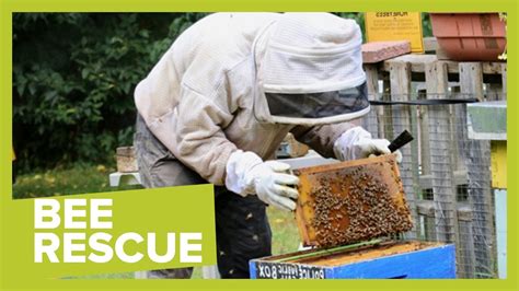 Everything You Ve Ever Wanted To Know About Bees From The Ontario Bee Rescue Team Youtube