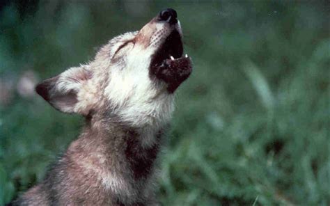 Will Endangered Species Status Help The Mexican Gray Wolf — High