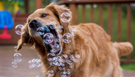 3 Signs Your Dog Is Bored And What To Do About It Puppy Leaks