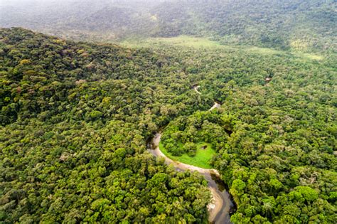 Aerial View Of Amazon Rainforest South America Stock Photo Download