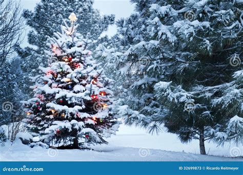 Snow Covered Christmas Tree Stands Out Brightly In Stock Image Image