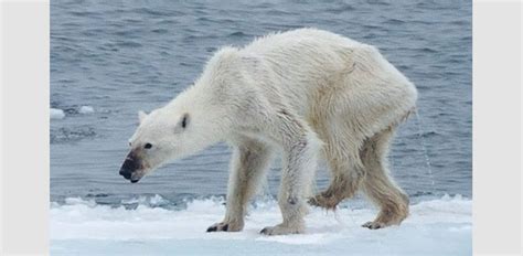 Polar Bears Starving With Thinning Of Arctic Ice