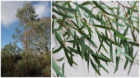 11 Different Varieties Of Eucalyptus Trees Eucalyptus