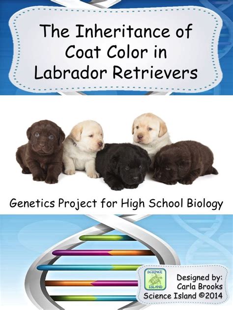 Genetics Project The Inheritance Of Coat Color In Labrador Retrievers
