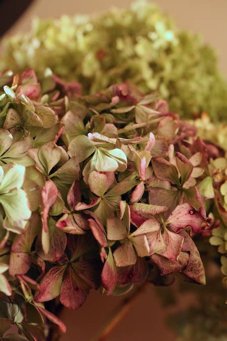Instantly brighten up your yard with these about hydrangeas: Drying Hydrangea Blooms | Chiot's Run