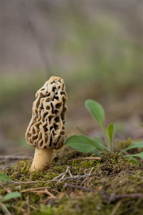 10 Best Places To Find Morel Mushrooms Outdoor Enthusiast Lifestyle