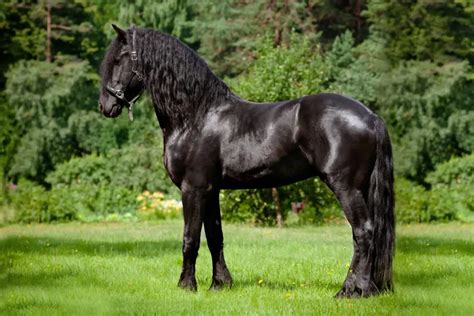 The 6 Most Expensive Horses In The World What Theyre Worth