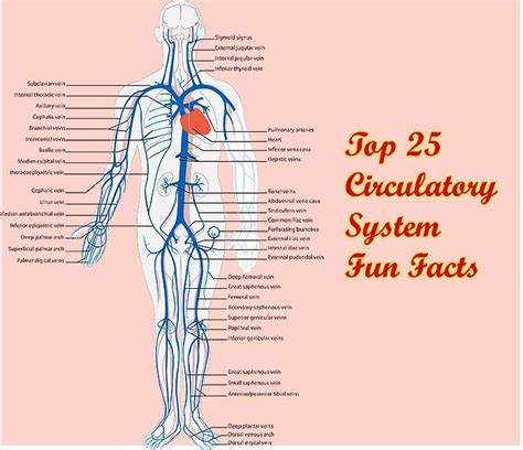 Top 25 Circulatory System Fun Facts Bioexplorernet