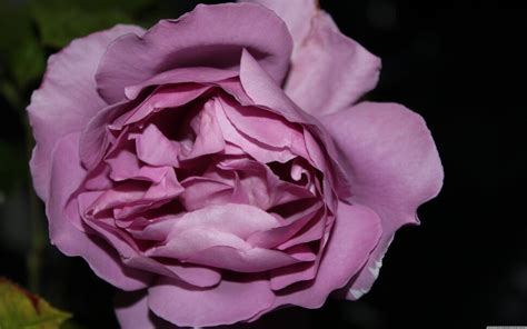 Фиолетовые розы обои и картинки на рабочий стол скачать