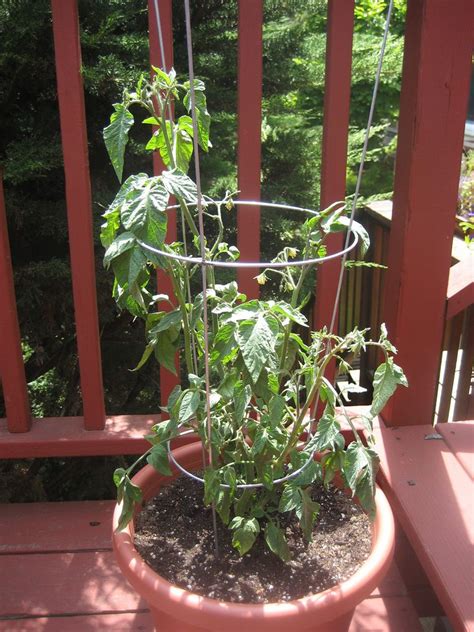 How To Grow Tomatoes In Pots And Containers Potted