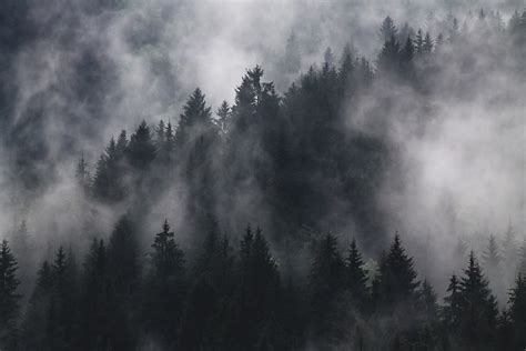 Trees Covered With Thick Smoke Photo Free Dark Forest