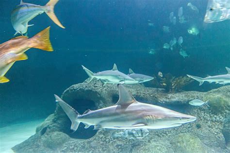 The idea for gato café was first launched in 2014 when adriana. Marathon Shark Aquarium & Feeding Encounter: Florida Keys Fish
