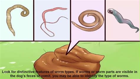 Identifying Intestinal Worms In Dogs