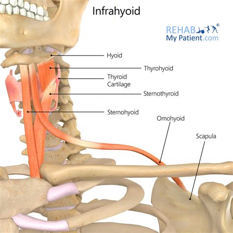 Infrahyoid Rehab My Patient