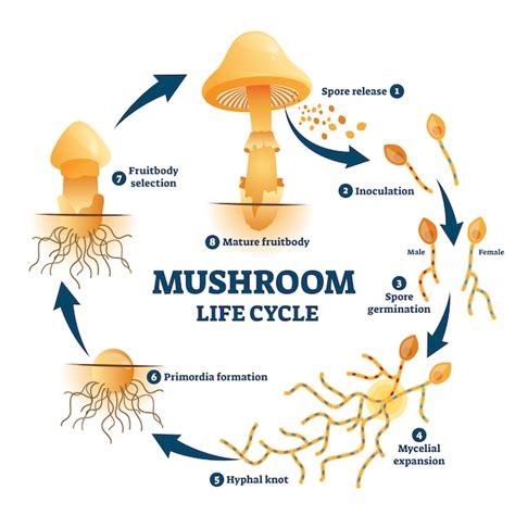 Mushroom Diagram Labeled