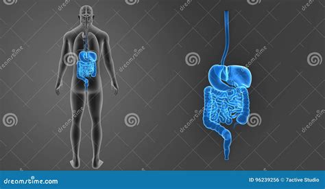 Human Digestive System Zoom With Organs Posterior View Stock