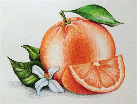 These coloured pencil drawings were completed by sucha chantaprasopsuk, as part of her ap studio art drawing. Orange, Illustration, foodillustration, pencils, pencil ...
