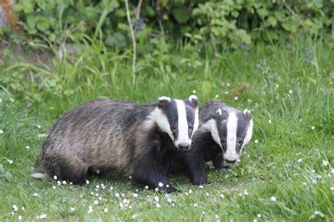 Badgers Animal History Facts And Personality Traits