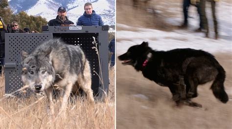 Wolves Released Into Colorado In Controversial Reintroduction Plan