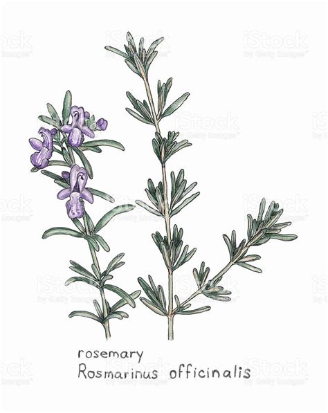 Botanical Illustration Of Rosemary Botanical Drawings Botanical