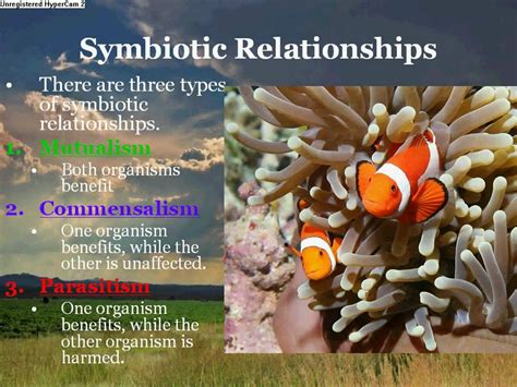 Three Types Of Interactions Between Organisms In An Ecosystem