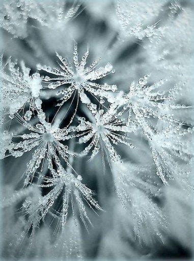 31 Trendy Photography Winter Nature Ice Crystals Beautiful Photography