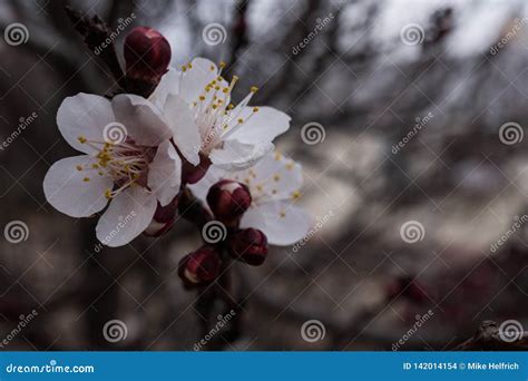 Desert Apricot Tree Flower Macro Stock Photo Image Of Outdoor County