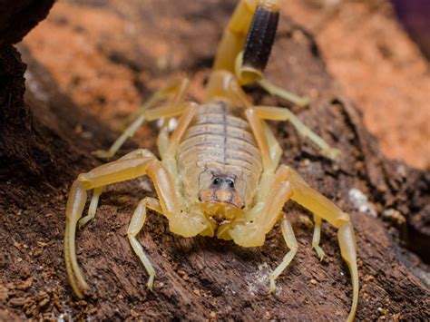 Spiders Scorpions And Centipedes Animal Encyclopedia