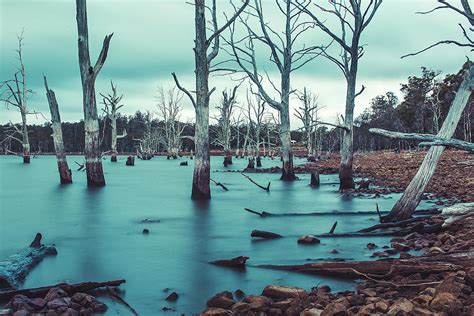 Dead Trees In The Drowned Forest At Arthurs Lake Tasmania Photograph