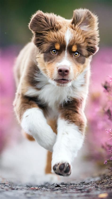 Australian Shepherd Puppy 4k Ultra Hd Mobile Wallpaper