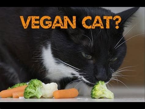 Can Cats Eat Vegan? - YouTube