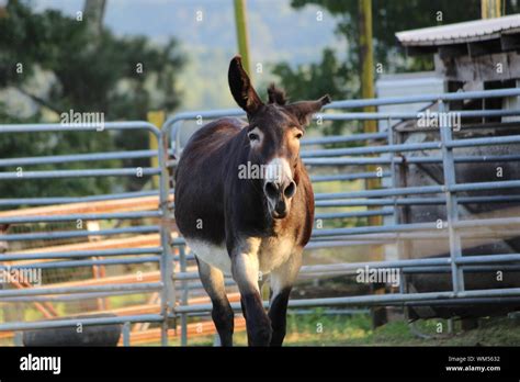View Of Donkey In Animal Pen Stock Photo Alamy