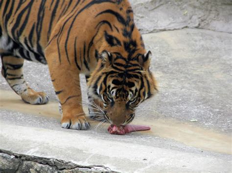 Best Tiger Eating Stock Photos Pictures And Royalty Free Images Istock