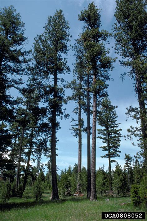 Ponderosa Pine Pinus Ponderosa