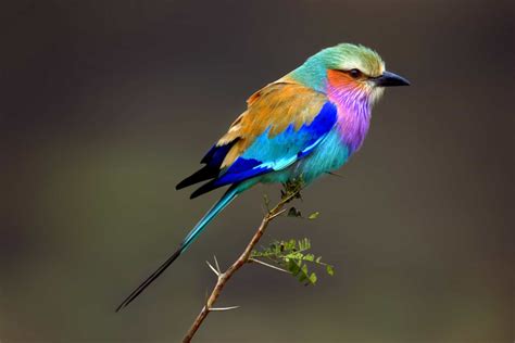 Flights Of Fancy The Most Colorful And Exotic Birds On The Planet