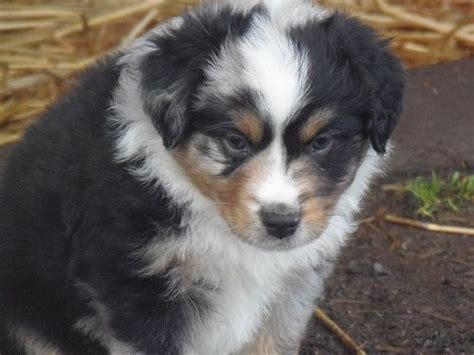 Check spelling or type a new query. Mini Aussies Oregon City Shepherd Portland Sale Breeder Puppies | Aussie puppies, Mini aussie ...