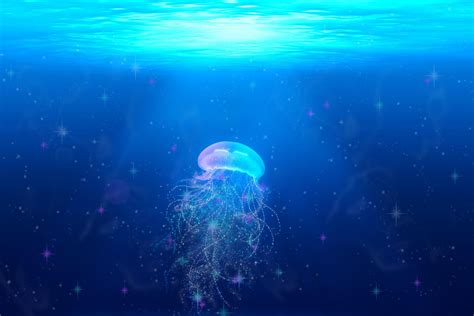 Wallpaper Jellyfish Underwater World Swim Hd Widescreen High