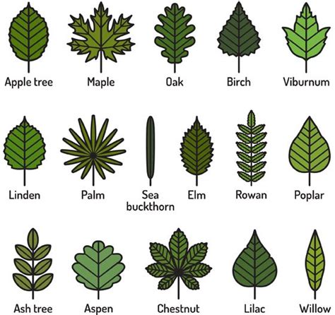 Image Result For Interesting Leaf Shapes Tree Leaf