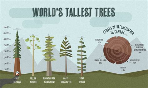 World S Tallest Trees Infographic On Behance