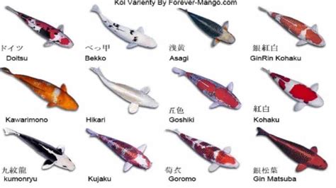 Japanese Koi Fish Types Astonishing Classifications And More 2022 Guide