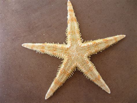Sea Star - Digestive System: Evolution & Classification