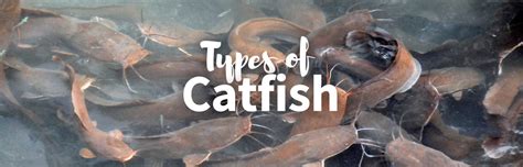 17 Different Types Of Catfish Pictures Facts And Guide
