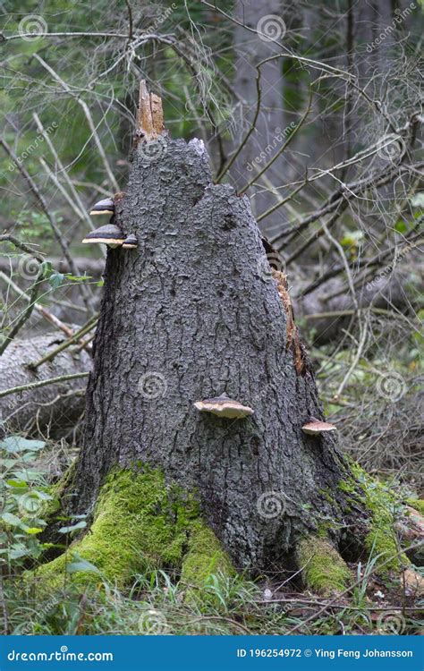 Fungus On Rotting Tree Stump Stock Photo Image Of Orodaedalea Pini