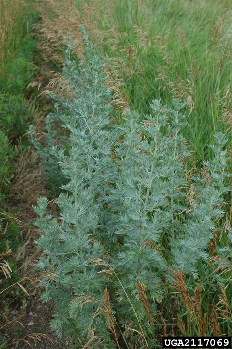 Absinth Wormwood Artemisia Absinthium