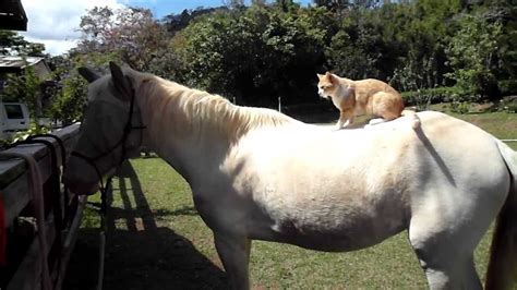 Cat Rides Horse Youtube